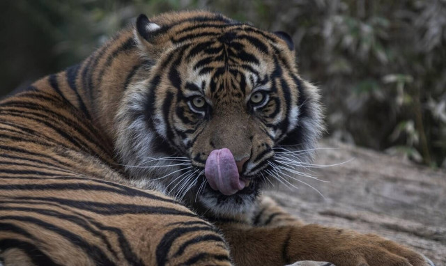 Ινδία: Απαγόρευση κυκλοφορίας σε χωριά μετά από θανατηφόρες επιθέσεις από τίγρεις