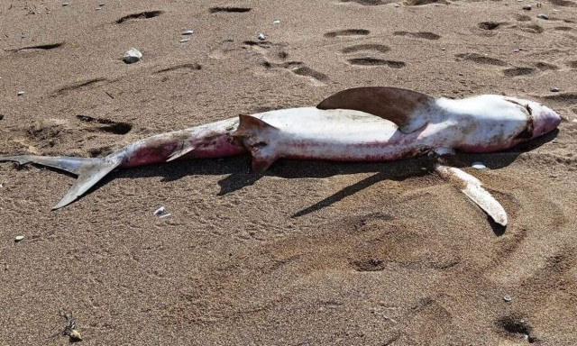 Έπαθαν την πλάκα τους ψαράδες στην Κρήτη – Έπιασαν καρχαριοειδές 250 κιλών!