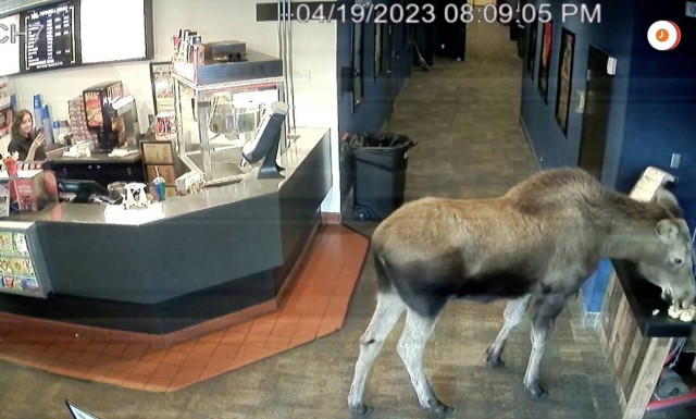 Αλάσκα: Άλκη τρυπώνει σε κινηματογράφο για να φάει ποπ κορν