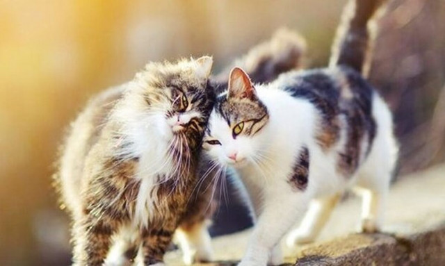 Κύπρος: Ξεσηκώθηκαν οι φυλακισμένοι - Δεν θέλουν να φύγουν οι γάτες από το προαύλιο