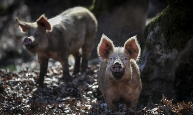 Ανησυχία στην Ισπανία: Εμφανίστηκαν έπειτα από 31 χρόνια κρούσματα αφρικανικής πανώλης των χοίρων