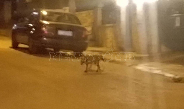 Εμφανίστηκε αλεπού στο Γαλάτσι (pics)