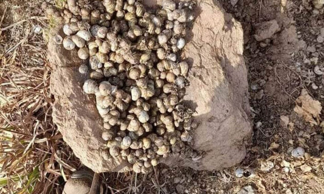 Κρητικός δεν πίστευε στα μάτια του - Βρήκε 500 χοχλιούς κάτω από πέτρα