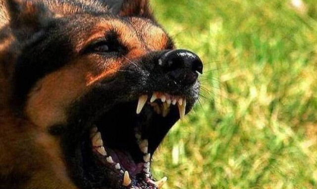 Ουαλία: Στο νοσοκομείο βρέφος πέντε μηνών μετά από επίθεση σκύλου