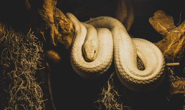 Ρόδος: Τεράστιο φίδι κινούνταν πάνω από τα κεφάλια περαστικών