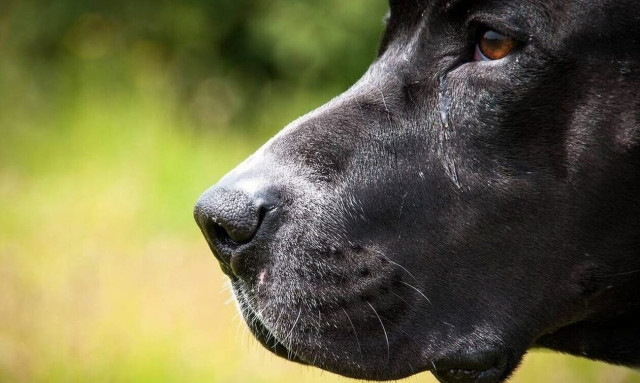 Παλαιό Φάληρο: Τραυματίστηκε γυναίκα από επίθεση σκύλου