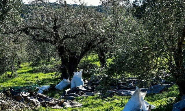 Σε υψηλό 26 ετών έχουν σκαρφαλώσει οι τιμές του ελαιολάδου