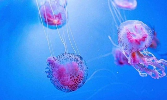 Μωβ μέδουσες: Εμφανίστηκαν στις ελληνικές παραλίες - Τι κάνουμε αν μας τσιμπήσουν