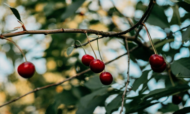Εκπέμπουν «SOS» οι κερασοπαραγωγοί του Α.Σ. Κοιλάδας Σπερχειού