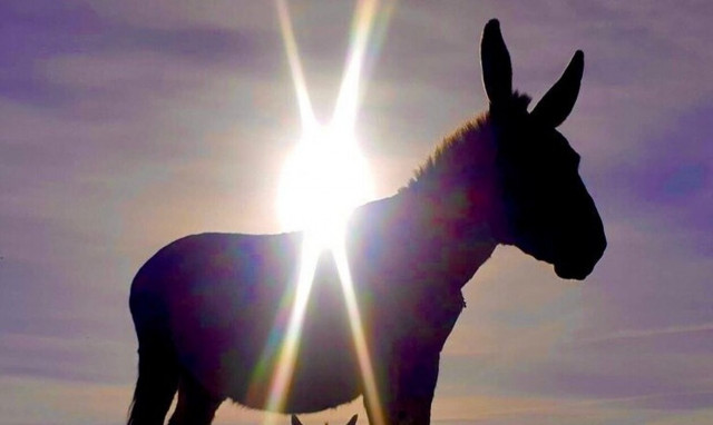 Κορωπί: Άφησαν γαϊδουράκι δεμένο, μπλέχτηκε στο σχοινί του και πέθανε