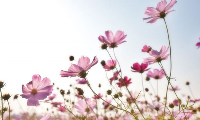 Kαιρός: Από τους 26°C τη Δευτέρα σε βροχές και πτώση της θερμοκρασίας από την Τρίτη