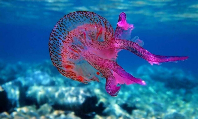 Μωβ μέδουσες: Σε ποιες παραλίες έχουν κάνει ήδη την εμφάνισή τους