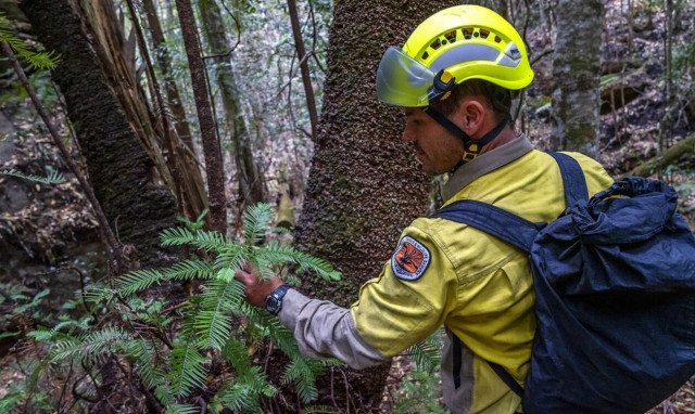 Μία γυναίκα εξαφανίστηκε σε δάσος της Αυστραλίας