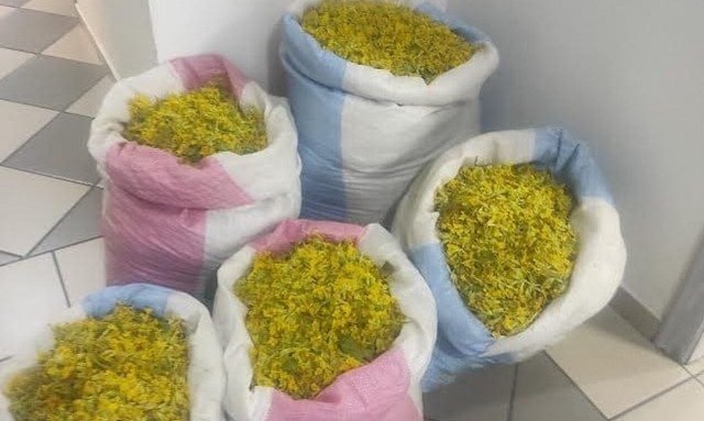 Ήπειρος: Ξεκίνησαν οι επιδρομές από την Αλβανία για το «λουλούδι του Δαρβίνου»