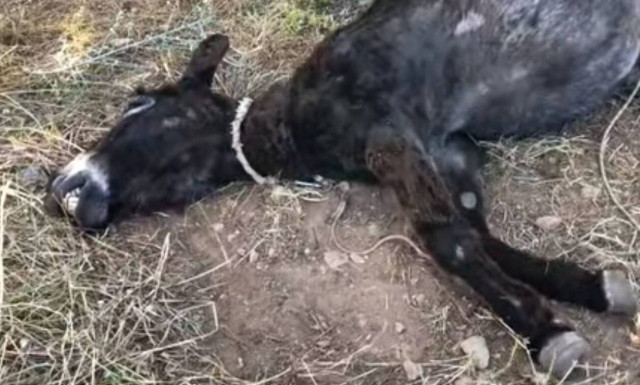 Κορωπί: Πρόστιμο 30.000 ευρώ στον ιδιοκτήτη του γαϊδουριού που μπλέχτηκε με σκοινί και πέθανε
