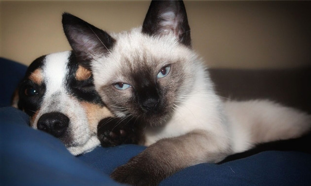 Η ΕΛΑΣ εκπαιδεύεται υποχρεωτικά, για πρώτη φορά, στα δικαιώματα των ζώων