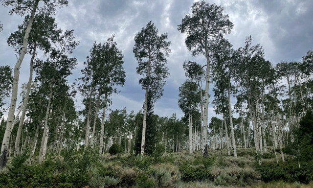 Ερευνητές κατέγραψαν τους ήχους που παράγει το μεγαλύτερο δέντρο στον κόσμο