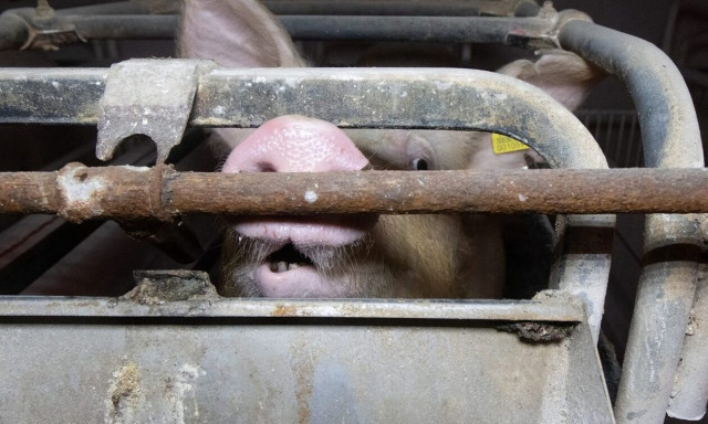 ΗΠΑ: Μεγάλη νίκη για τα δικαιώματα των ζώων - Αναγνωρίστηκε η «οδύνη» των εκτρεφόμενων χοίρων