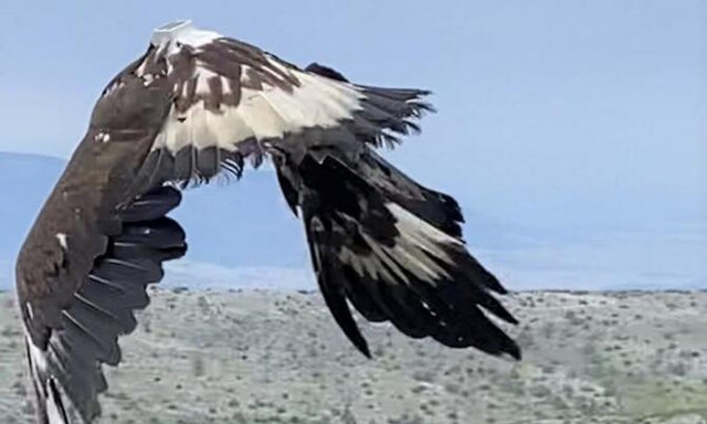 Απελευθέρωση Χρυσαετού στην Πάρνηθα