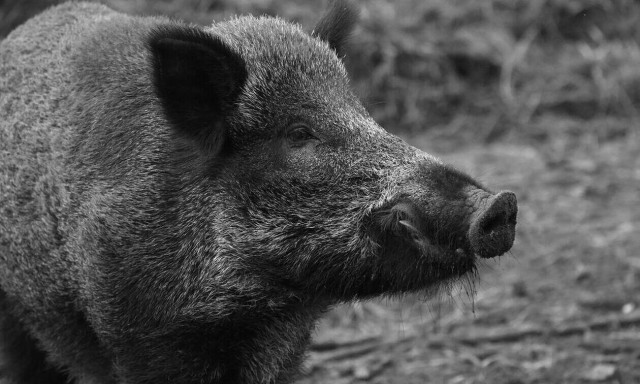 Τροχαίο με αγριογούρουνο στην εθνική οδό για Αθήνα Λάρισας - Αθήνας