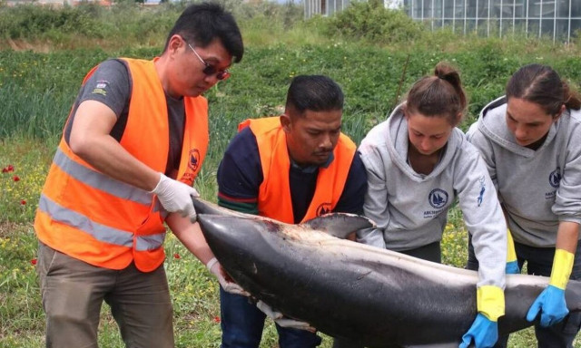 Σάμος: Νεκρό δελφίνι ξεβράστηκε στις ακτές του νησιού - Είχε ακρωτηριαστεί η ουρά του