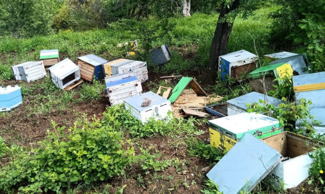 Χαλκιδική: Αρκούδα κυκλοφορεί ελεύθερη και καταστρέφει τα μελίσσια