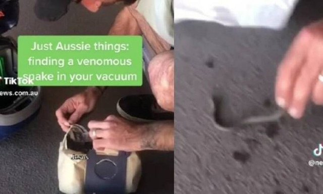 Επιχείρησε να ξεβουλώσει την ηλεκτρική σκούπα και βρήκε μέσα φίδι