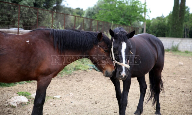 Άλογα, ο περήφανος θεραπευτής μας και οι εγκληματίες που τα σκοτώνουν όταν γεράσουν