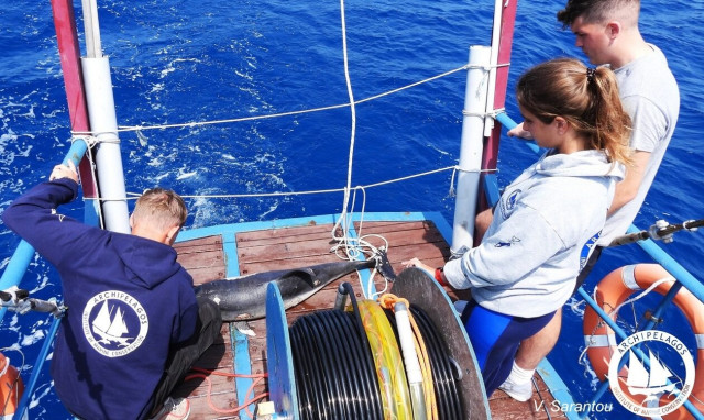 Ανησυχία στο βόρειο Αιγαίο - Εντοπίζονται νεκρά δελφίνια, θανατωμένα από ανθρώπους
