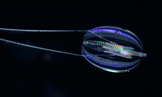 Νέα έρευνα: Πώς έμοιαζαν τα πρώτα ζώα;