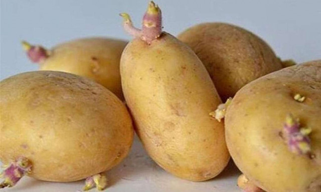 Είναι επικίνδυνες οι πατάτες με φύτρες; Τι να κάνετε πριν τις καταναλώσετε