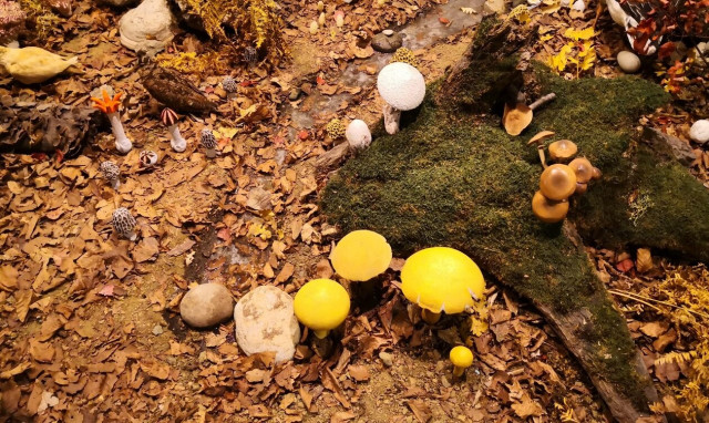 Καλαμπάκα: Εικόνες από την Πανελλήνια Γιορτή Τρούφας