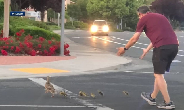 ΗΠΑ: Αυτοκίνητο παρέσυρε πατέρα δύο παιδιών την στιγμή που βοηθούσε πάπιες να περάσουν τον δρόμο