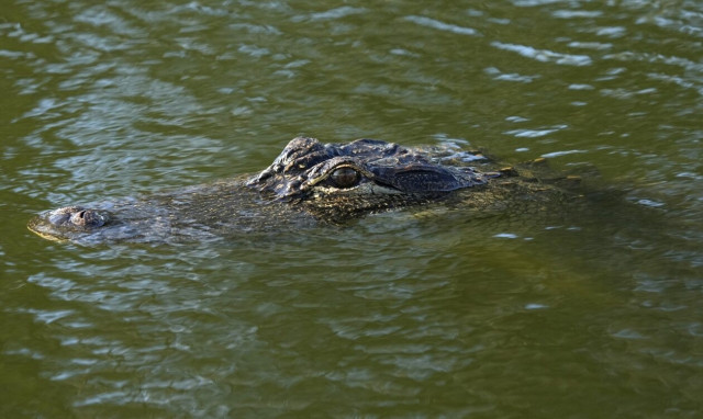 ΗΠΑ: Πήγε στη λίμνη για την ανάγκη του και ο κροκόδειλος του έφαγε το χέρι