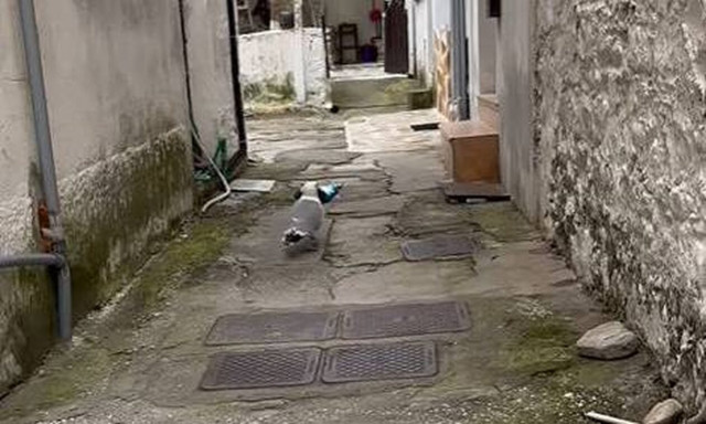 Γλάρος «κλέφτης» έχει ρημάξει περίπτερο - Οι αγαπημένες λιχουδιές του