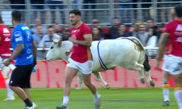 Χάος σε αγώνα ράγκμπι: Ταύρος εισέβαλε στο γήπεδο! Έτρεχαν πανικόβλητοι οι παίκτες (video)