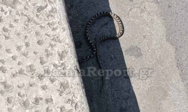 Λαμία: Φίδι έκανε βόλτες στην πλατεία Πάρκου