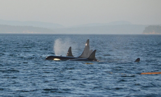 Ιστιοφόρο δέχθηκε επίθεση από όρκες στην Ισπανία