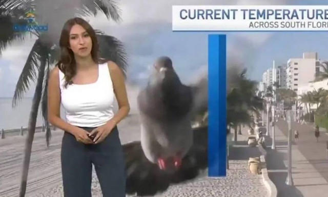 ΗΠΑ: Μετεωρολόγος πανικοβλήθηκε από περιστέρι που... έπεσε στην κάμερα - Το βίντεο που έγινε viral