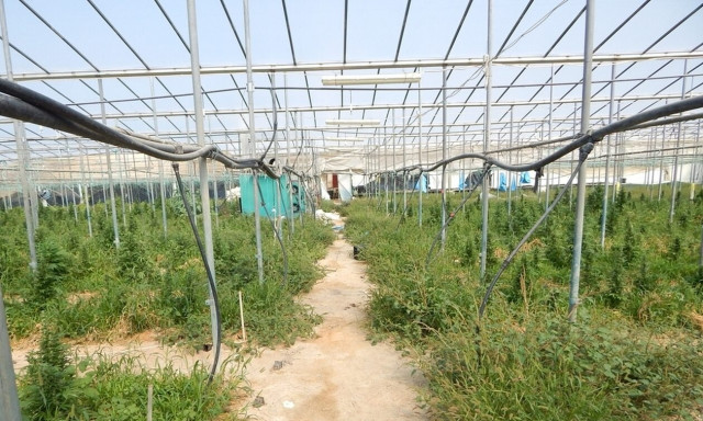 Κρήτη: Προφυλακίστηκαν οι 3 για τις χασισοφυτείες στα θερμοκήπια