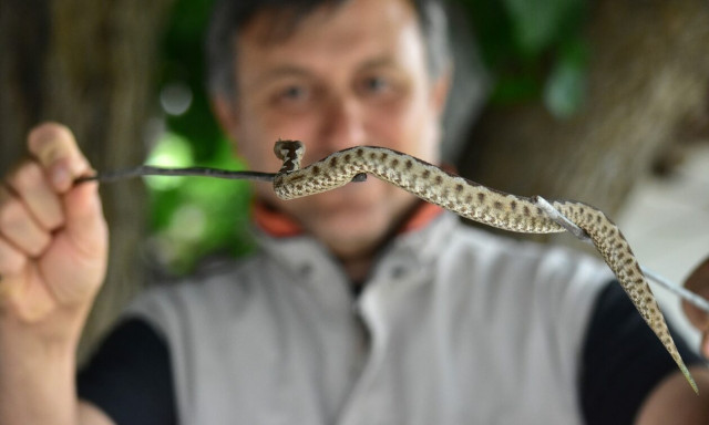 Τι πρέπει να κάνω αν με δαγκώσει φίδι – Οδηγίες για πρώτες βοήθειες