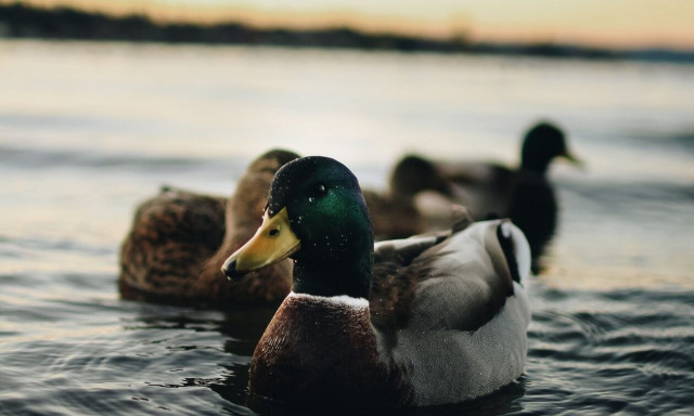 Βόλος: Πετούσαν πέτρες και σκότωσαν πάπιες στο λιμανάκι της Αγριάς