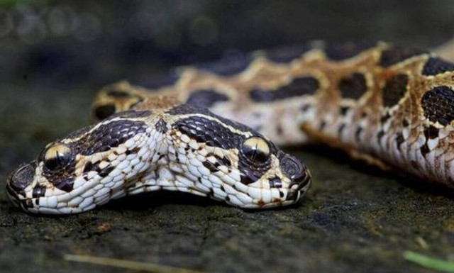 Θεσσαλονίκη: Ελεγχόμενη η κατάσταση της ερπετολόγου που δάγκωσε οχιά -Συμβουλές αν σε τσιμπήσει φίδι