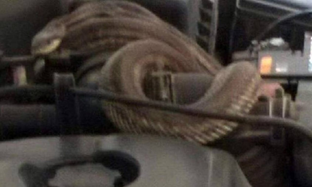 Θεσσαλoνίκη: Άνοιξε το καπό του αυτοκινήτου του και βρήκε φίδι τυλιγμένο στη μηχανή