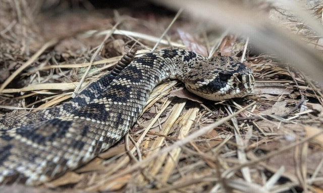 Μητέρα της 39χρονης που δάγκωσε η οχιά: «Δεν γνωρίζαμε ότι έχει αλλεργία»