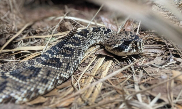 Thessaloniki snake-bite victim's condition 'serious but under control', doctors report