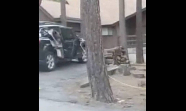 ΗΠΑ: Βρήκαν αρκούδα μέσα στο αυτοκίνητό τους - Πώς την έβγαλαν