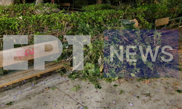 Ζάππειο: Σώθηκαν από θαύμα τρεις τουρίστες - Έπεσε κλαδί και τους πλάκωσε