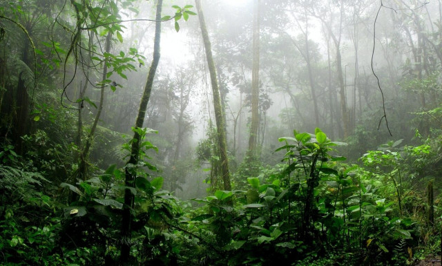 Κολομβία: Ψαχνουν ακόμα τα εξαφανισμένα παιδιά στη ζούγκλα - Οι Αρχές ελπίζουν πως είναι ζωντανά