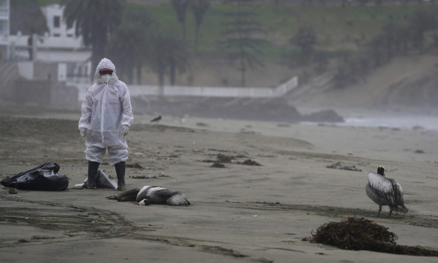 Χιλή: Μυστηριώδης θάνατος χιλιάδων πτηνών στις βόρειες ακτές της χώρας